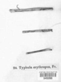 Typhula erythropus image